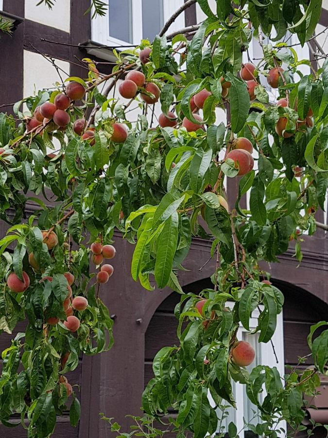 Apartamento Auf-Der-Muehlwiese Großschönau Exterior foto